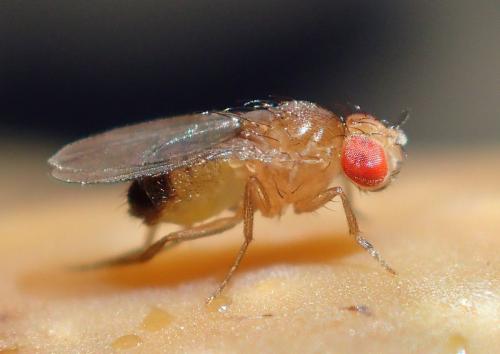 Drosophila melanogaster